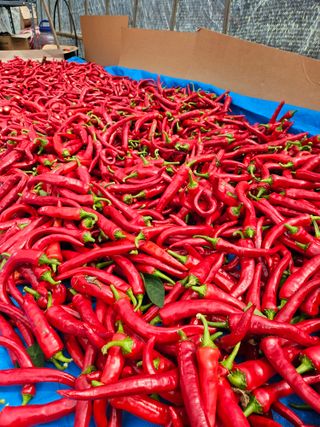 처음출석 합니다님의 2025년, 농사계획은 어떻게 되시나요? · 참여글 작성글 사진