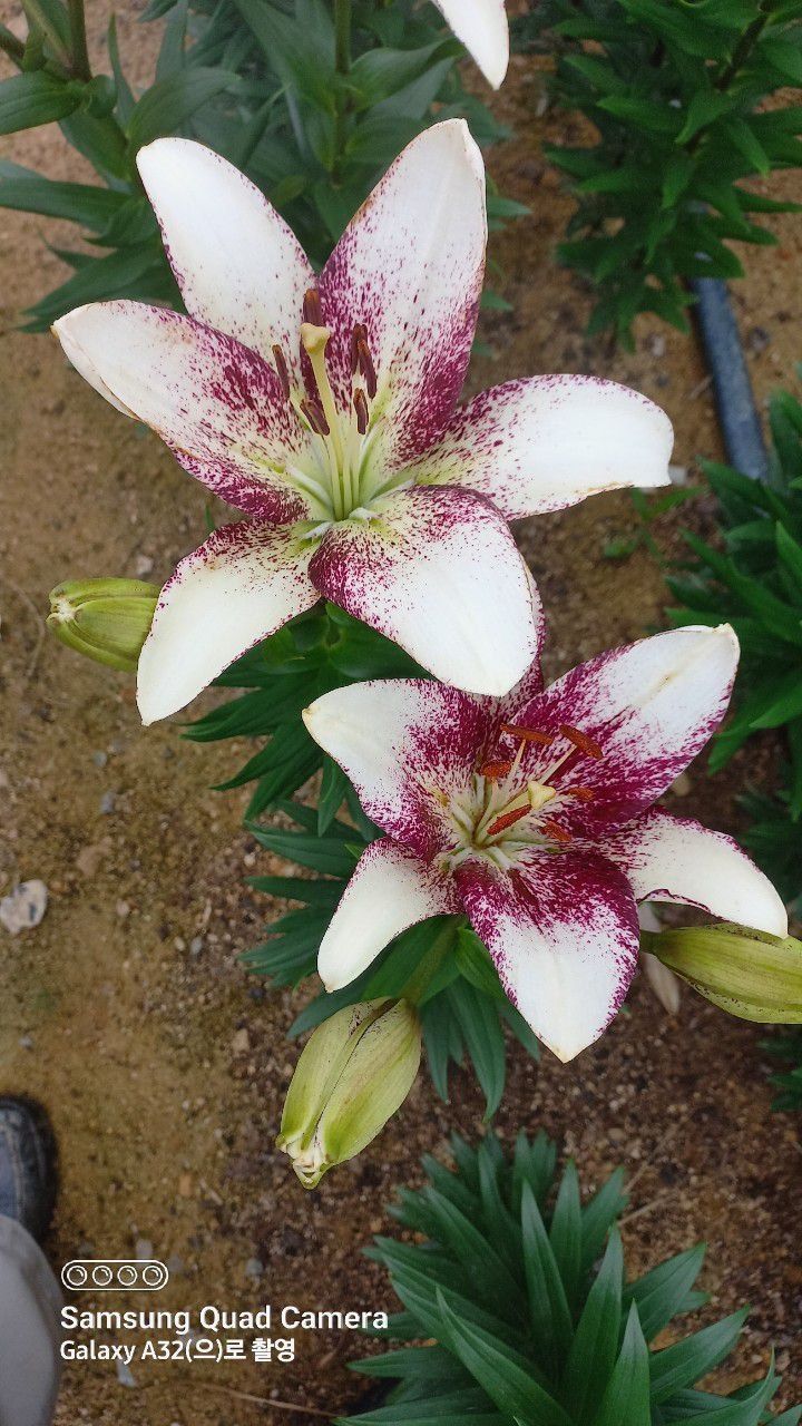 이주환님의 장터 판매 상품 [네덜란드 백합 모근] 첨부 사진