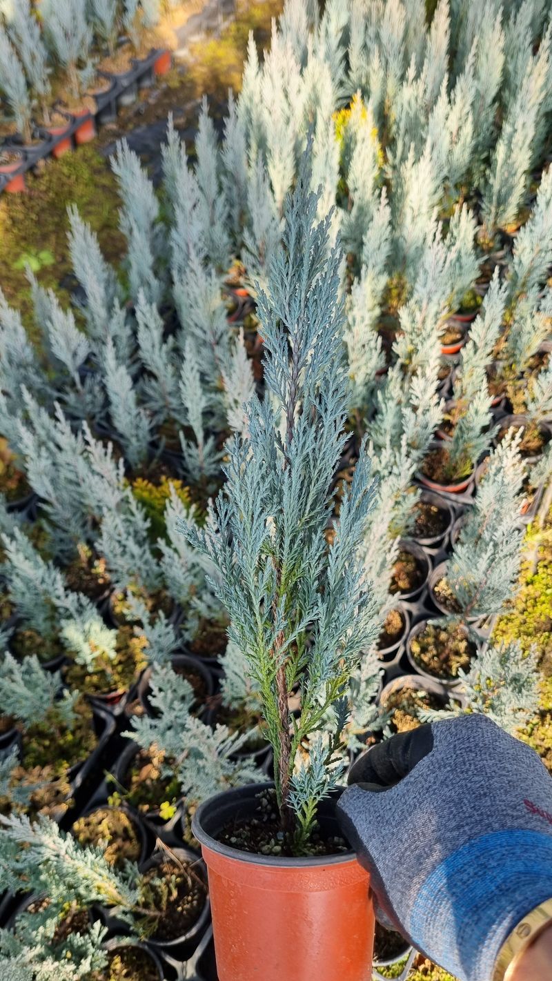 행복한나무농장님의 장터 판매 상품 [문그로우 묘목 끝내줍니다(30cm내외)] 첨부 사진