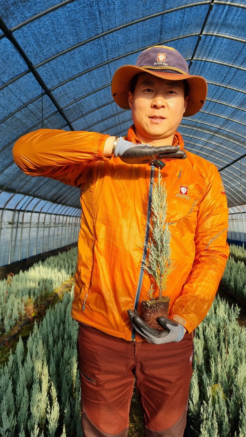 행복한나무농장님의 장터 판매 상품 [문그로우 묘목 끝내줍니다(30cm내외)] 첨부 사진