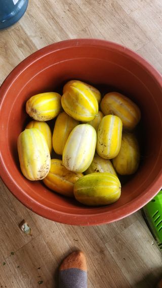 사과6329님의 2025년, 농사계획은 어떻게 되시나요? · 참여글 작성글 사진