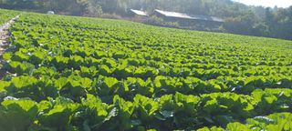 이.일신.꽃분아빠님의 2025년, 농사계획은 어떻게 되시나요? · 참여글 작성글 사진