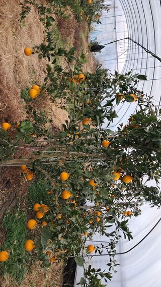 손기백님의 2025년, 농사계획은 어떻게 되시나요? · 참여글 작성글 사진