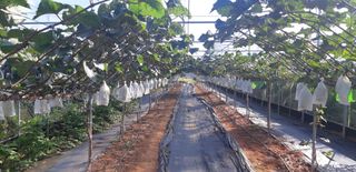 김정구 님의 2025년, 농사계획은 어떻게 되시나요? · 참여글 작성글 사진