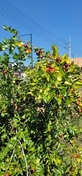 팜모닝 2025년, 농사계획은 어떻게 되시나요?·참여글 게시글 이미지