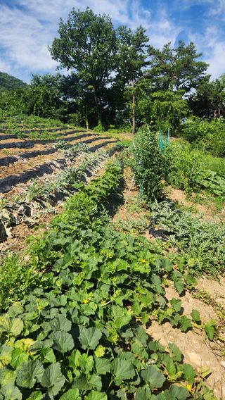 사과6329님의 2025년, 농사계획은 어떻게 되시나요? · 참여글 작성글 사진