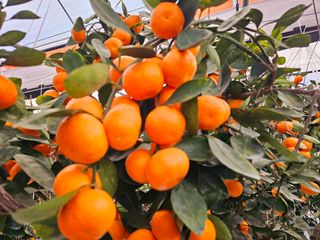 복희네농장(달콤향)님의 자유주제 · 자유게시판 작성글 사진