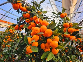 복희네농장(달콤향)님의 자유주제 · 자유게시판 작성글 사진