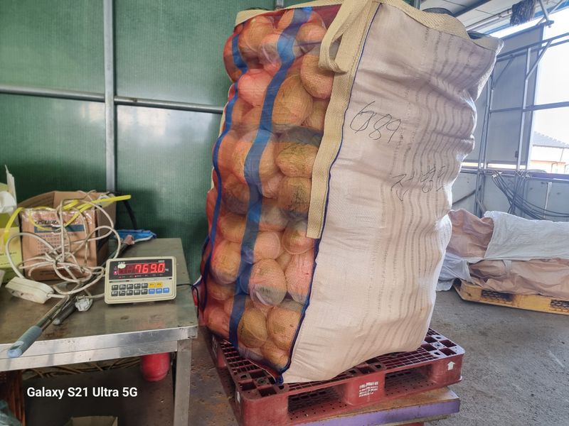 장터 상품 [양배추 톤백단위 판매] 썸네일