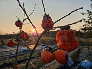 보리수치유농장님의 2025년 새해 일출 보셨나요? · 참여글 작성글 사진