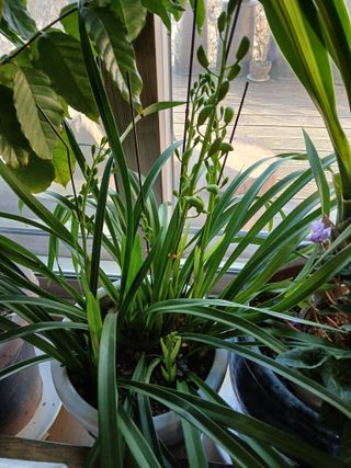 맞춤포도 드론방제님의 자유주제 · 자유게시판 작성글 사진