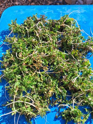 김덕영님의 팜모닝 신년운세 공유해요☀️ · 참여글 작성글 사진