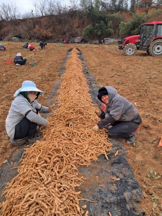 호동방인삼농장님의 2025년 새해 일출 보셨나요? · 참여글 작성글 사진