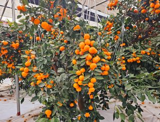 복희네농장(달콤향)님의 자유주제 · 자유게시판 작성글 사진