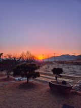 팜모닝 2025년 새해 일출 보셨나요?·참여글 게시글 이미지