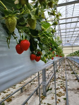 아로니아님의 팜모닝 신년운세 공유해요☀️ · 참여글 작성글 사진