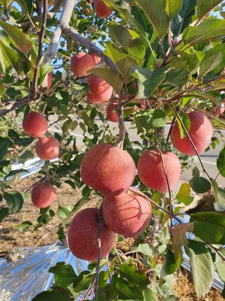홍석진님의 팜모닝 신년운세 공유해요☀️ · 참여글 작성글 사진