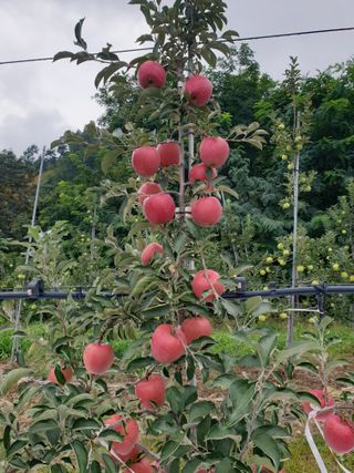 홍석진님의 팜모닝 신년운세 공유해요☀️ · 참여글 작성글 사진