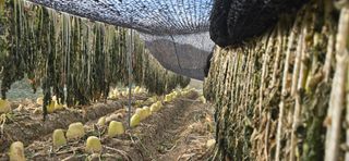 진촌다육묘목농원님의 자유주제 · 자유게시판 작성글 사진