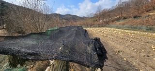 진촌다육묘목농원님의 자유주제 · 자유게시판 작성글 사진