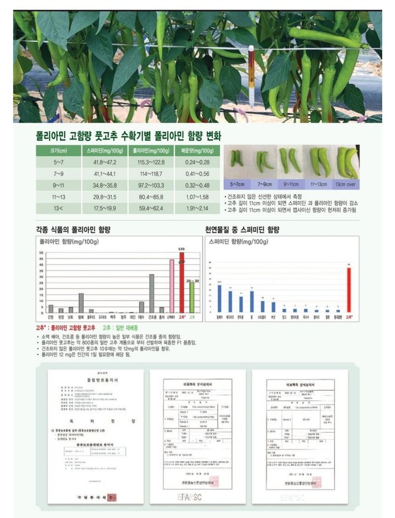 대산농사대장님의 장터 판매 상품 [폴리아민  기능성 탈모예방  고추씨앗 10립 ] 첨부 사진