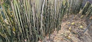 진촌다육묘목농원님의 자유주제 · 자유게시판 작성글 사진