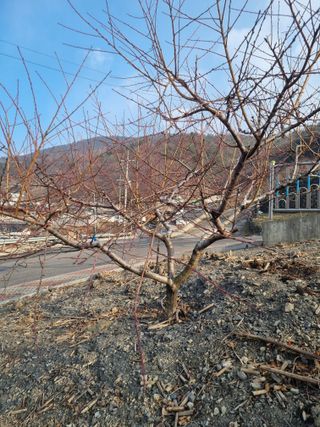 김용대님의 자유주제 · 자유게시판 작성글 사진