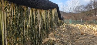 진촌다육묘목농원님의 자유주제 · 자유게시판 작성글 사진