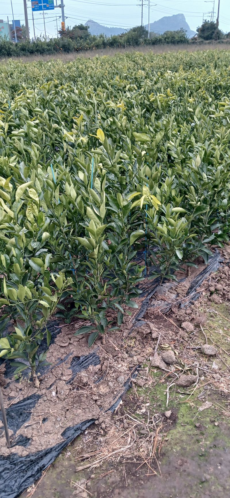 장터 상품 [감규나무팔기] 썸네일