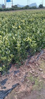 팜모닝 · 게시글 이미지