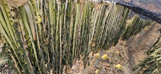 진촌다육묘목농원님의 자유주제 · 자유게시판 작성글 사진