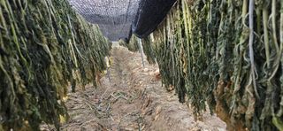 진촌다육묘목농원님의 자유주제 · 자유게시판 작성글 사진