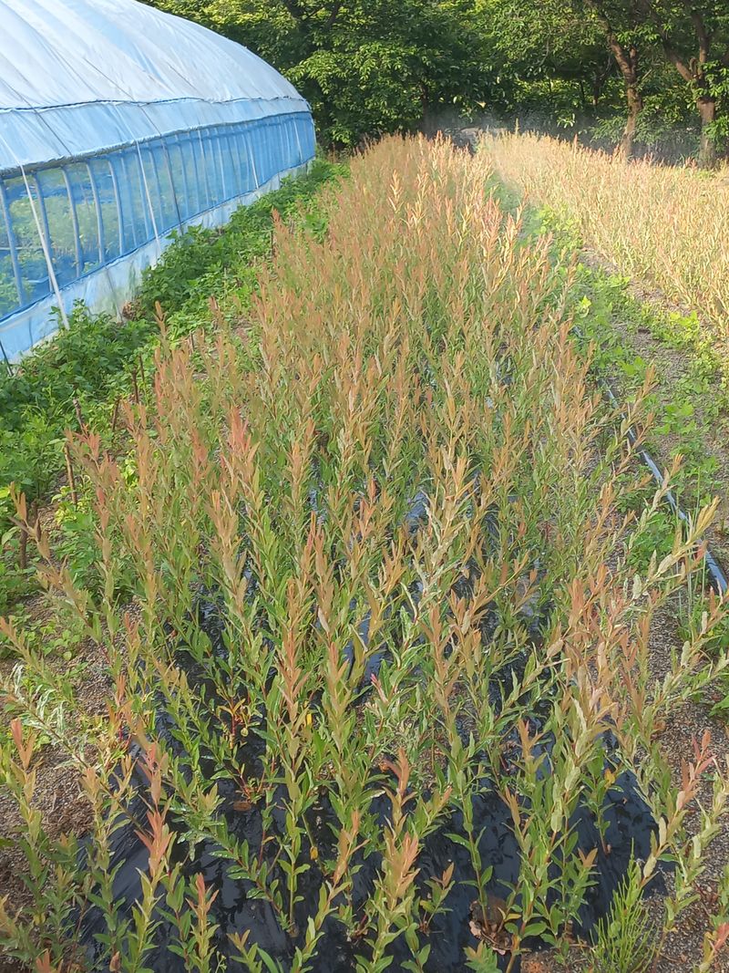 이상선 님의 장터 판매 상품 [플라밍고셀릭스 화이트밍고셀릭스] 첨부 사진