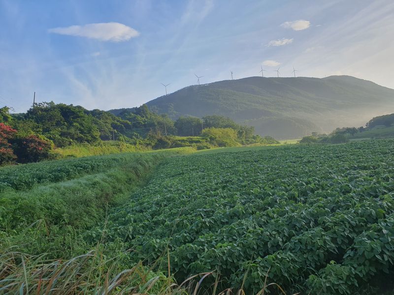 콩사랑님의 장터 판매 상품 [백태(대원)20kg(판매완료)] 첨부 사진