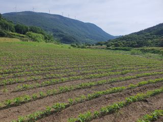 콩사랑님의 작성글 사진