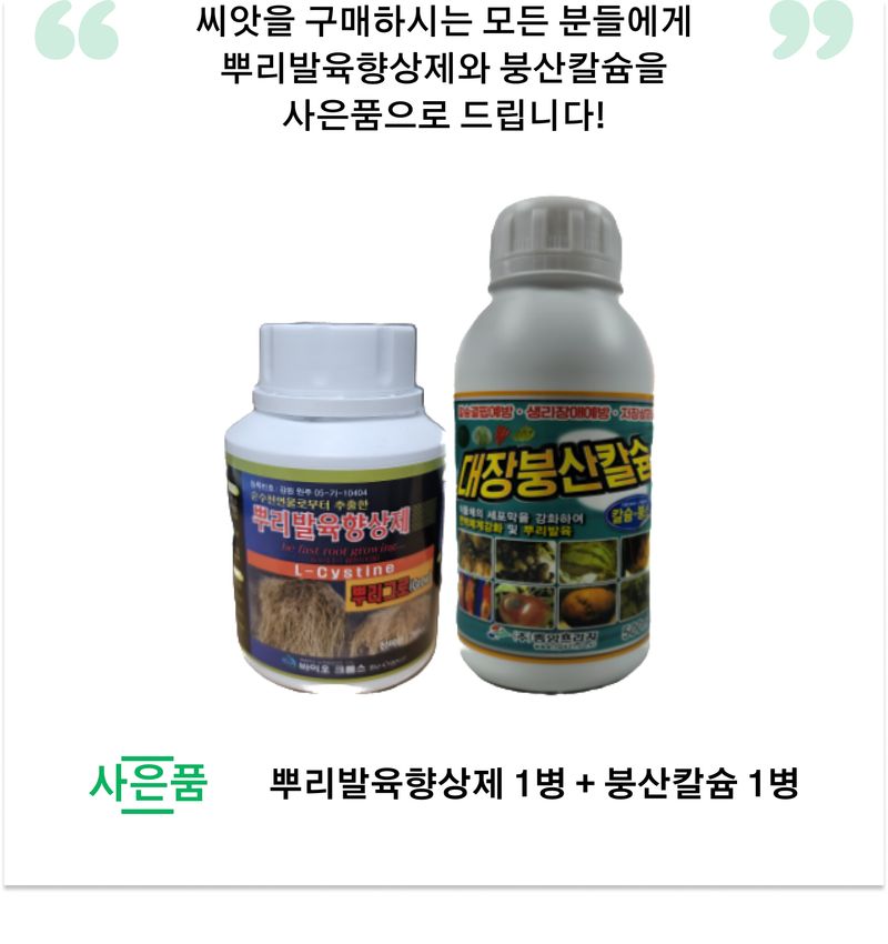 팜모닝 상점님의 장터 판매 상품 [[현대종묘] 칼탄농자왕 복합내병계 고추씨앗 1200립] 첨부 사진