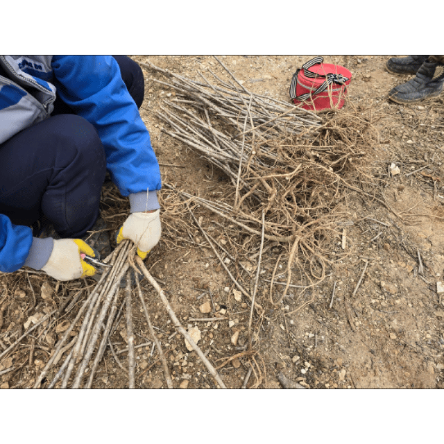 서빈농원손경화님의 장터 판매 상품 [참두릅묘목 50주] 첨부 사진