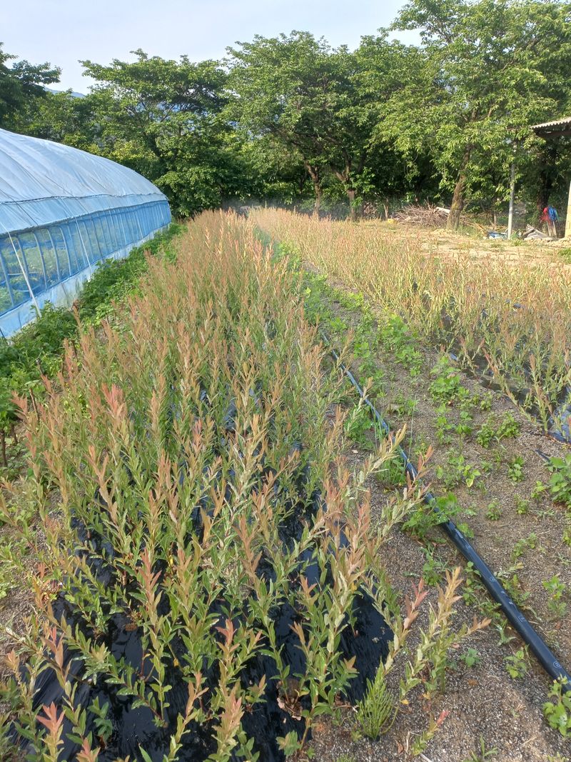 장터 상품 [플라밍고셀릭스 화이트밍고셀릭스] 썸네일