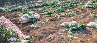 박영준님의 팜모닝 신년운세 공유해요☀️ · 참여글 작성글 사진