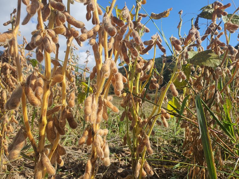 콩사랑님의 장터 판매 상품 [백태(대원)20kg(판매완료)] 첨부 사진