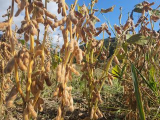 콩사랑님의 작성글 사진