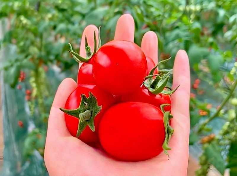 농부손녀님의 장터 판매 상품 [럭키 방울토마토 2kg (무료배송)] 첨부 사진