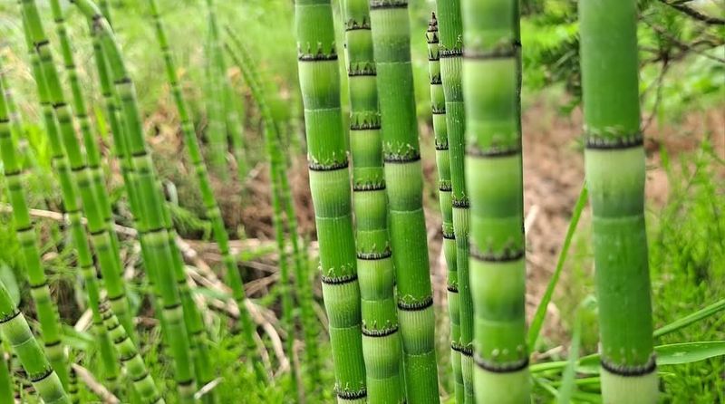 이정운님의 장터 판매 상품 [속새 건재 250g] 첨부 사진
