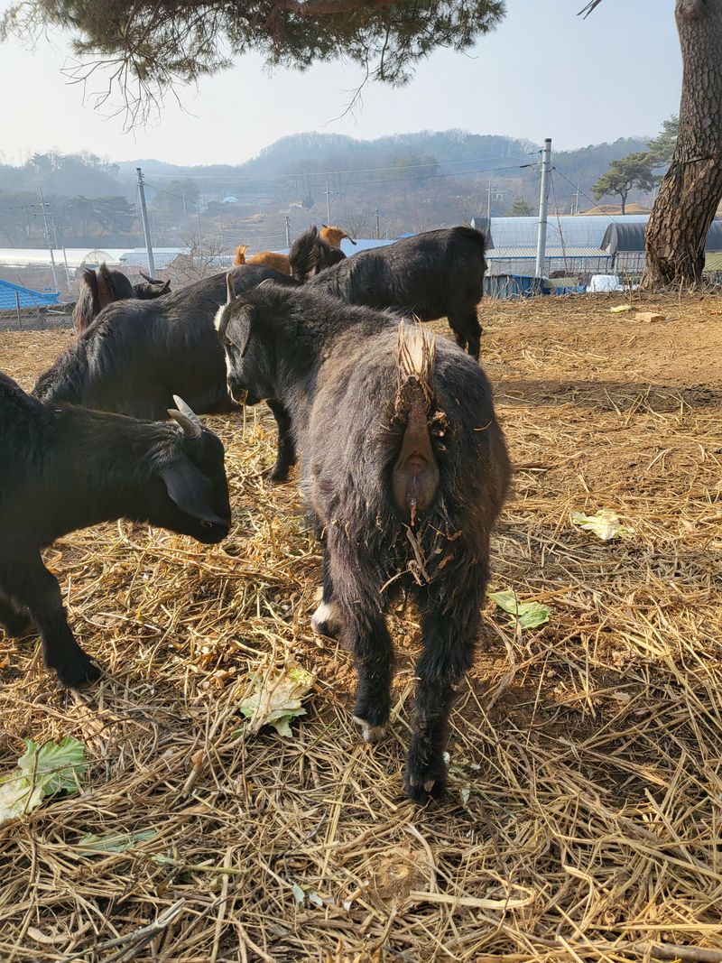 장터 상품 [흑염소] 썸네일