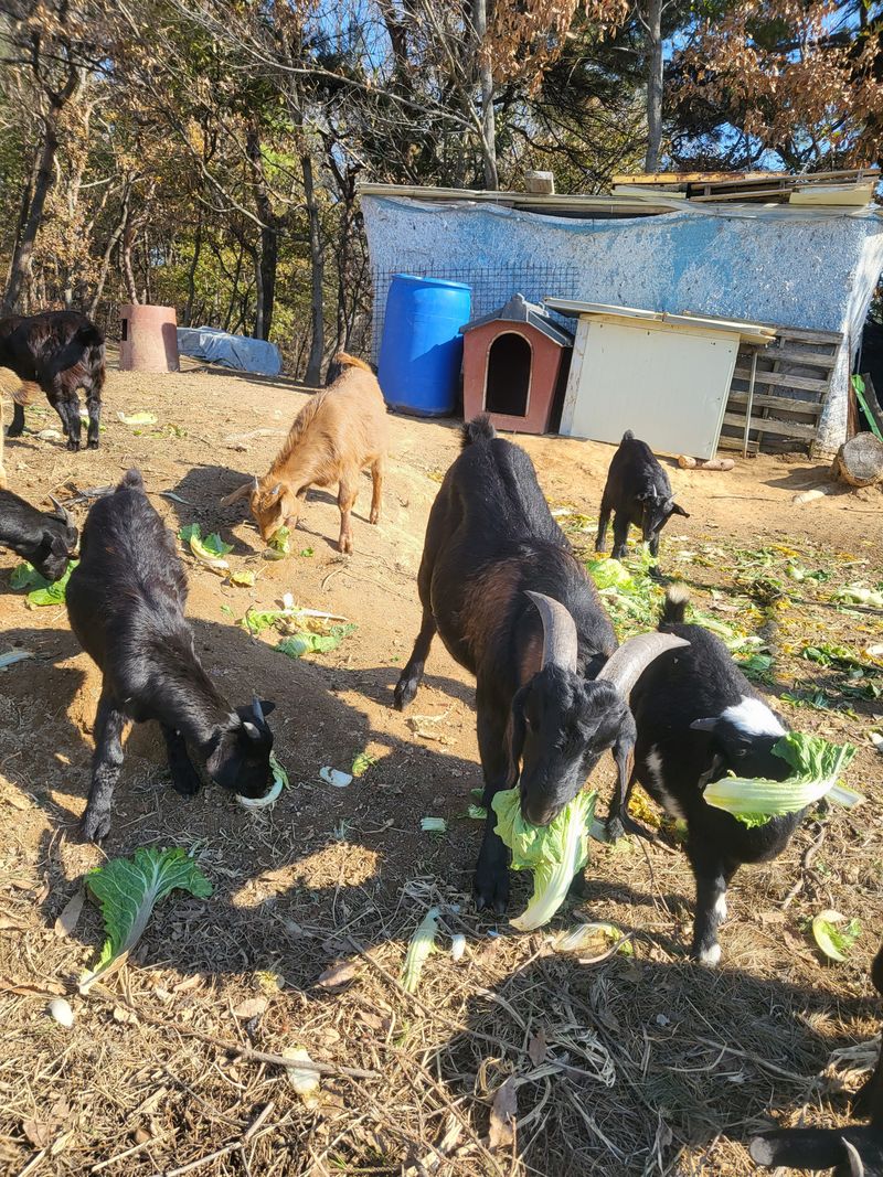 세종초연생 농부이관님의 장터 판매 상품 [흑염소] 첨부 사진