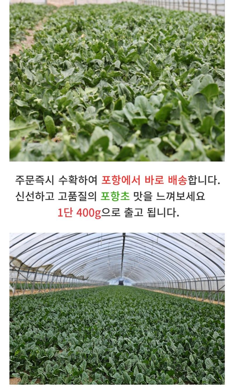 농수사님의 장터 판매 상품 [제철 해풍 시금치 포항초 400g 1단] 첨부 사진