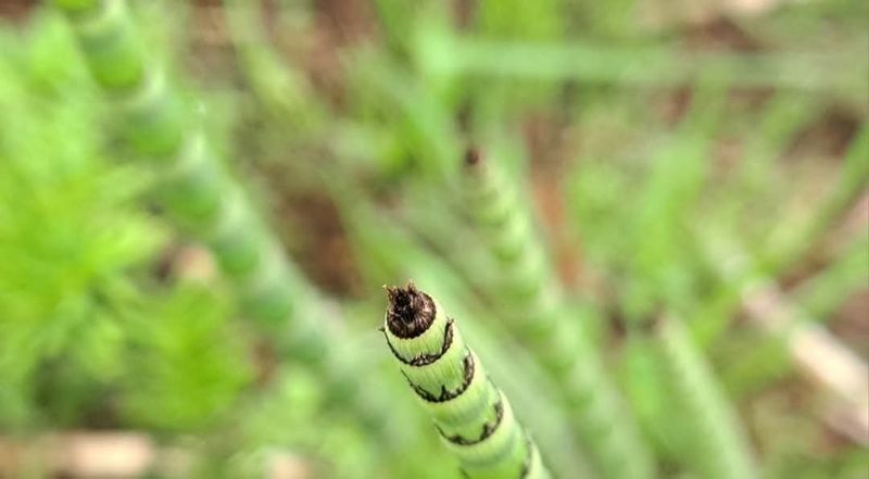 이정운님의 장터 판매 상품 [속새 건재 250g] 첨부 사진