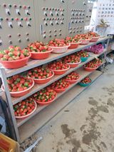 팜모닝 자유주제·자유게시판 게시글 이미지