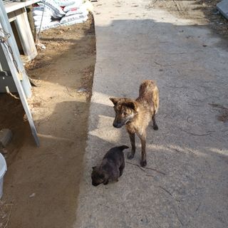 금하농원사과님의 자유주제 · 자유게시판 작성글 사진