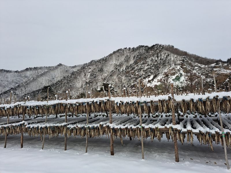황인근님의 장터 판매 상품 [용대리 황태 선물세트 명작1호] 첨부 사진